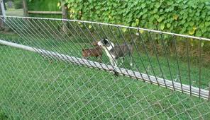How do you keep dogs from digging under fences? Pet Supplies Dig Defence Stop Dogs From Digging Under The Fence Dog Proof Fence Dog Jumping Fence Pet Fence