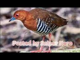 I'm from indonesia i want to make a. Suara Pikat Sintar Gunung Sintar Mata Merah Youtube