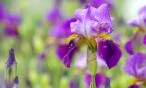 Dig under the entire clump with a spade or garden fork and lift the plant free from the soil. Iris Everything To Care For Cutting And Choice Location For Planting