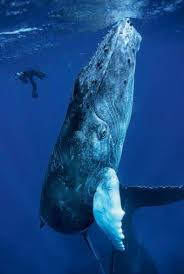 10 Jaw Dropping Photos Of Diving With Whales Always Bubbles Animals Whale Sea Animals