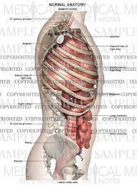 Anatomical illustrations this e anatomy module presents an illustrated anatomy of the lungs trachea bronchi pleural cavity and pulmonary ve. Lateral Anatomy Of The Chest Bones And Abdomen Medical Art Works
