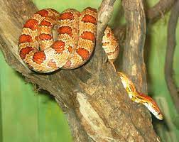 Red Rat Snake Jacksonville Zoo And Gardens