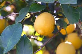 Image result for Citrus × limon