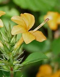 Image result for Barleria galpinii