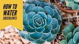 In exchange, plants expel oxygen. Do Succulents Produce Oxygen Orchid Republic Orchid Republic