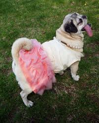 Pink In The Stink Cute Dog Pictures Dog Baby Pictures Pugs