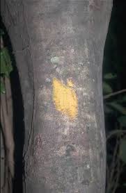 Image result for Dialium guineense