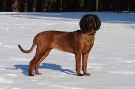 Image result for hannoverský barvář