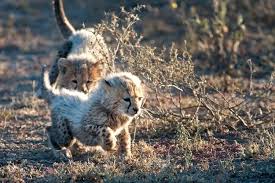 9 Baby Animals You Ll Find On An African Safari Cute Animals Baby Cheetahs Baby Animals