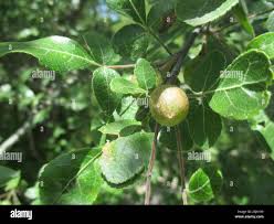 Image result for Commiphora angolensis