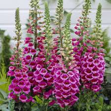 Digitalis Hardy Collection Foxgloves J Parker Dutch Bulbs Flowers That Like Shade Flowers Flower Display