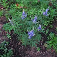 This species originally from asia readily takes over space where native. Butterfly Bush Urban Hum Gardening