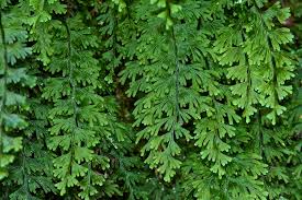 Image result for Hymenophyllaceae