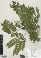 Image result for Albizia schimperiana