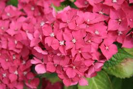 Known as smooth hydrangea, this shrub reaches around 3 to 5 feet tall and wide and produces white to pink flowers.; Hydrangeas How To Plant And Care For Hydrangea Shrubs The Old Farmer S Almanac