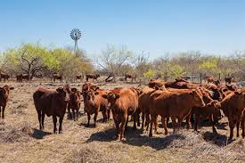 Breed percentages on qualified cattle will range from 25% to 75% red angus and 25% to 75% santa gertrudis, with a small allowance for other breeds. A Journey Back In Time San Antonio Magazine