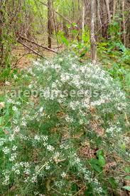 Image result for Asparagus radiatus