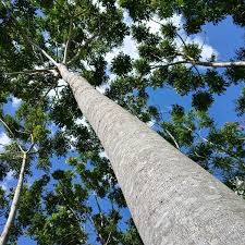 Image result for Khaya grandifoliola