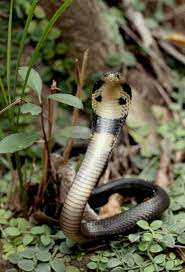 Chinese Cobra Naja Atra King Cobra Snake King Cobra Snake Lovers