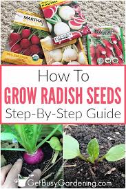 The most common way of propagating radishes is from seeds. Growing Radishes From Seed Everything You Need To Know