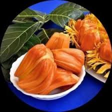 Image result for Myrianthus arboreus