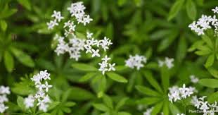 Sweet woodruff, or galium odoratum, is a ground cover plant from europe that can go below freezing temperatures. Sweet Woodruff Care How To Grow Galium Odorata