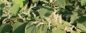 Maybe you would like to learn more about one of these? Japanse Duizenknoop Vermaarde Bron Van Resveratrol