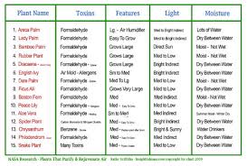 growing indoor house plants that purify the air insightful