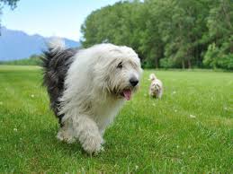 We did not find results for: How Easy Is It To Care For An Old English Sheepdog Pets4homes