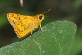 Image result for Caucanthus