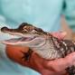 Reptile Round-Up event in Kiawah Island, SC