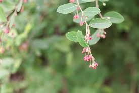 Image result for Phyllanthus reticulatus