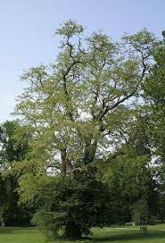 Check spelling or type a new query. Definition Robinier Robinia Pseudoacacia Faux Acacia Futura Planete