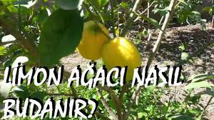 Limonu budamak için en iyi zaman ne zamandır? Limon Agaci Ve Mandalina Agaci Nasil Budanir Youtube