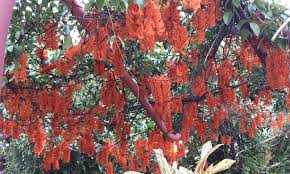 Image result for Phytolacca dodecandra