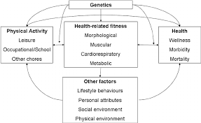 Good enough—or are we missing something? Model Linking Physical Activity Health Related Fitness And Health Download Scientific Diagram
