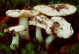 Image result for Russula perlactea