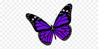 You can download free butterfly png images with transparent backgrounds from the largest collection on pngtree. Butterfly Png Image Without Background Web Icons Png Purple Background Png Stunning Free Transparent Png Clipart Images Free Download