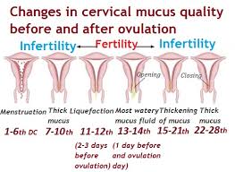 This discharge tends to be clear and stretchy, like an egg white. What Does Your Discharge Look Like When You Are Ovulating Ovulationdiary Com