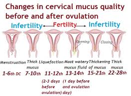 May 28, 2019 · usually, your discharge becomes drier and thinner after ovulation, when estrogen decreases. What Does Your Discharge Look Like When You Are Ovulating Ovulationdiary Com