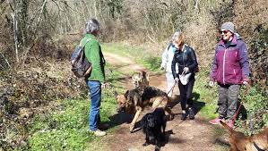 Rodez 1 Toit Pour Toi Depuis 4 Ans Aux Cotes Des Animaux Centrepresseaveyron Fr