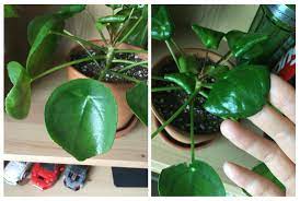 Besides, the chinese money plant is also effective in regulating the air in the room, creating a cool and airy space to make a pleasant feeling. Pilea Peperomioides Are These Black Spots Sunburn Also Some Of The Leaves Curling Inward And Some Outward Does This Kid Need More Light Or Less Plantclinic