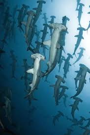 Hammerhead Squadrons Ocean Animals Marine Animals Ocean Creatures