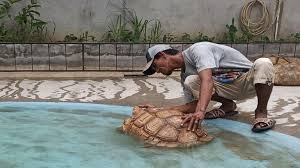 Ada hewan yang bergerak dengan cara lain. Mengenal Sulcata Kura Kura Dari Afrika Yang Berkembang Biak Di Palembang Makanannya Cuma Sayur Sriwijaya Post