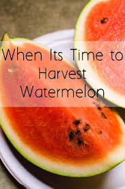 Pick up a watermelon and look for that patch, also called a field spot. When To Harvest Watermelon My Life Abundant