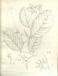 Image result for Friesodielsia