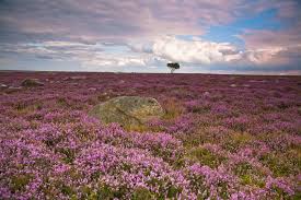 Согласно этимологическому значению этого слова по толковому словарю с.и. Veresk Kalluna Vkontakte