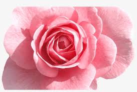 Rose Png Tumblr Images Baptism Pinterest Pink Roses, - Hd Pink ...