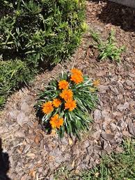 Image result for Gazania krebsiana