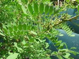 Image result for Indigofera demissa
